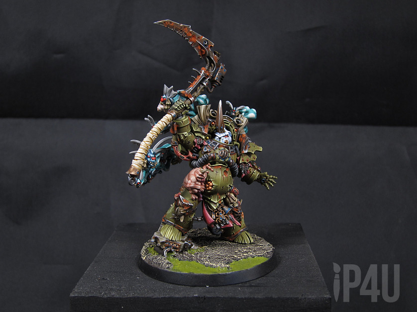 Typhus image 1