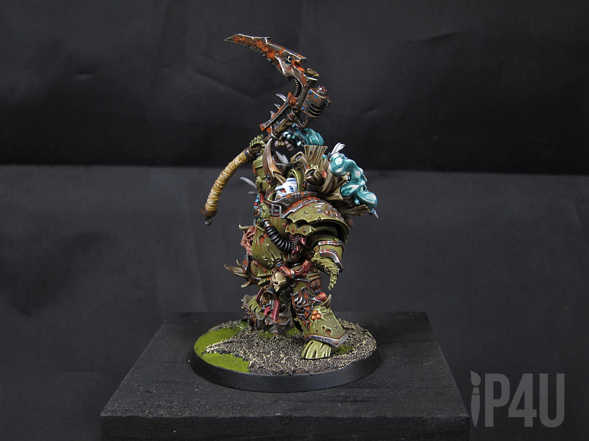 Typhus image 2