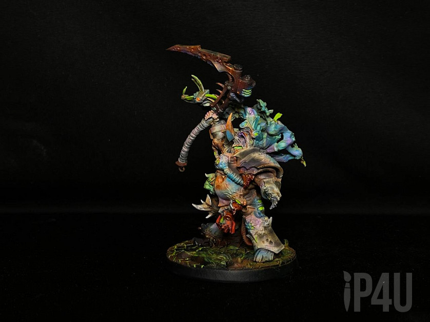 Typhus image 2